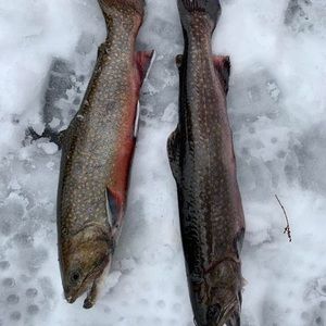 Meet your Posher, Carson